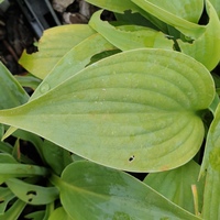 Hosta 'Fragrant Blue'